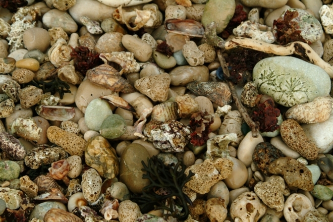 Frutti e colori del mare